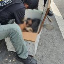 상자 안 고양이