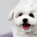 인천강아지분양 판도라독 가정분양 이미지