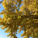 곡교천 은행나무길(A) - 충남아산 이미지