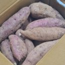 해남농수산 | 햇고구마 꿀고구마 추천 제대로 농수산 해남 햇 밤 꿀고구마 3kg 특상 후기