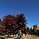 가평읍사무소 (1층) | 화담숲 단풍보다 좋았던 남이섬 단풍 절정 11월 주말 단풍 여행 후기