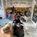 고양이카페 랙돌 | 부산대 아이랑 실내 가볼만한 곳 고양이랙돌카페