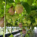 원주시농업기술센터 이미지