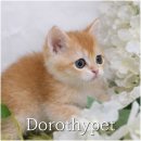 현풍농장 | 현풍고양이분양 가끔 보면 멍뭉이 같다느 느낌