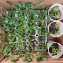 종순농장 | 고구마 모종심기, 옥상에서 키운 땅콩/오크라 모종심기, 집에서 모종만든 후기, 모종추천, 주말농장 일기