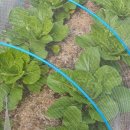 세원농장 이미지