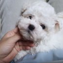 럭키켄넬 이미지