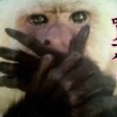 솔리드옵티크 이미지