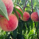 제연농장 이미지