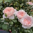 어울마당 입구(32) | 부천 백만송이 장미원 &#39;백만송이 장미꽃 축제&#39; 아이와 가볼 만한 곳으로 추천해요.