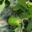 금사농장 이미지