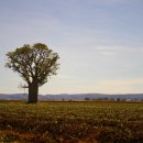 호주 농장 이미지