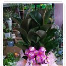 팔봉동-02 이미지