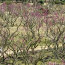 2025 섬 홍매화축제 이미지