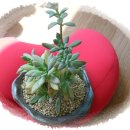 보람의집 이미지