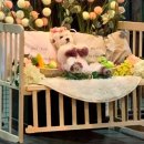 개랑놀아주는남자 이미지