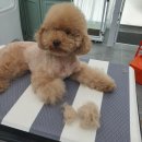 사개절 펫살롱 이미지