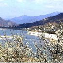 섬진강매화로 이미지