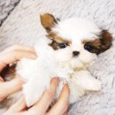 울산 제이앤독 애견샵 네이버블로그