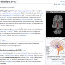 추체외로 extrapyramidal tract 문제로 인한 미세운동기능 저하의 이해와 뇌병변 치료사례!! 이미지