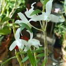 기화농장 이미지