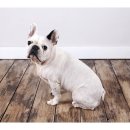 드림24동물병원 이미지