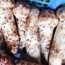 이보푸드 이미지