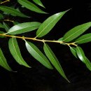 버드나무 이미지