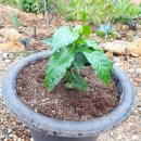 커피나무 이미지