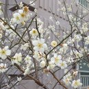 원동매화한의원 이미지