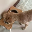 헬퍼독 애견펜션 | 경주 애견동반펜션 마당 자쿠지까지 완벽한 헬퍼독 애견펜션