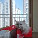 망꼬 네이버블로그