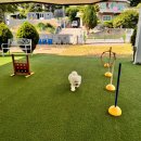 사랑해줄개 이미지