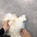 B&B(바비브라운 비숑프리제) 이미지