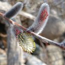 버들강아지 이미지