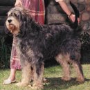 Otter(오터) 이미지