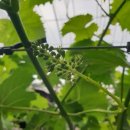 홍이농장 이미지