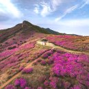산청산양삼 | 2026 경남 5월 축제일정 총정리｜경남 가족여행 가볼만한 곳｜철쭉제·야생차축제·봄축제일정 완벽 가이드