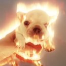 짬뽕매니아 이미지