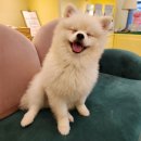 달링하이 강아지분양 창원점 이미지