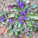 금창초등학교 이미지