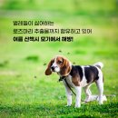 윤앤퍼피 | 항산화 강아지샴푸 찾는다면? 윤앤퍼피 실사용 후기 + 시험자료 분석