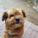 더레오 이미지