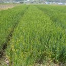 대야농협미곡종합처리장 이미지