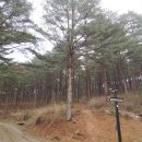 지리산유아숲체험원 Daum카페