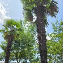 야자수 나라에서 만난 우리 이미지