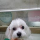 피닉스 동물병원 이미지