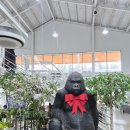 킹콩카페 | [대구 대곡] 대구 수목원 앞 대규모 카페 / 킹콩갤러리카페 내돈내산 후기