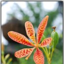 낭띠전원카페 이미지