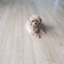 대구강아지분양 원펫 이미지